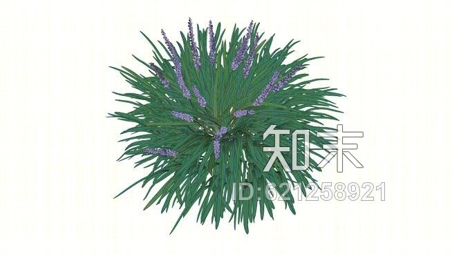 麦冬变异6601SU模型下载【ID:621258921】