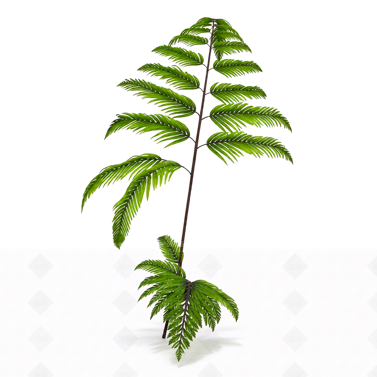 绿色蕨类植物模型3D模型下载【ID:1206194457】