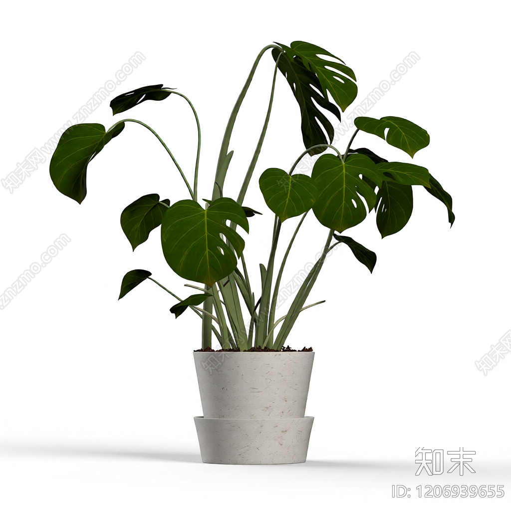 盆栽龟背竹植物3D模型下载【ID:1206939655】