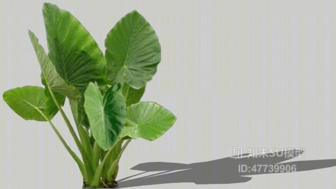 草SU模型下载【ID:47739906】