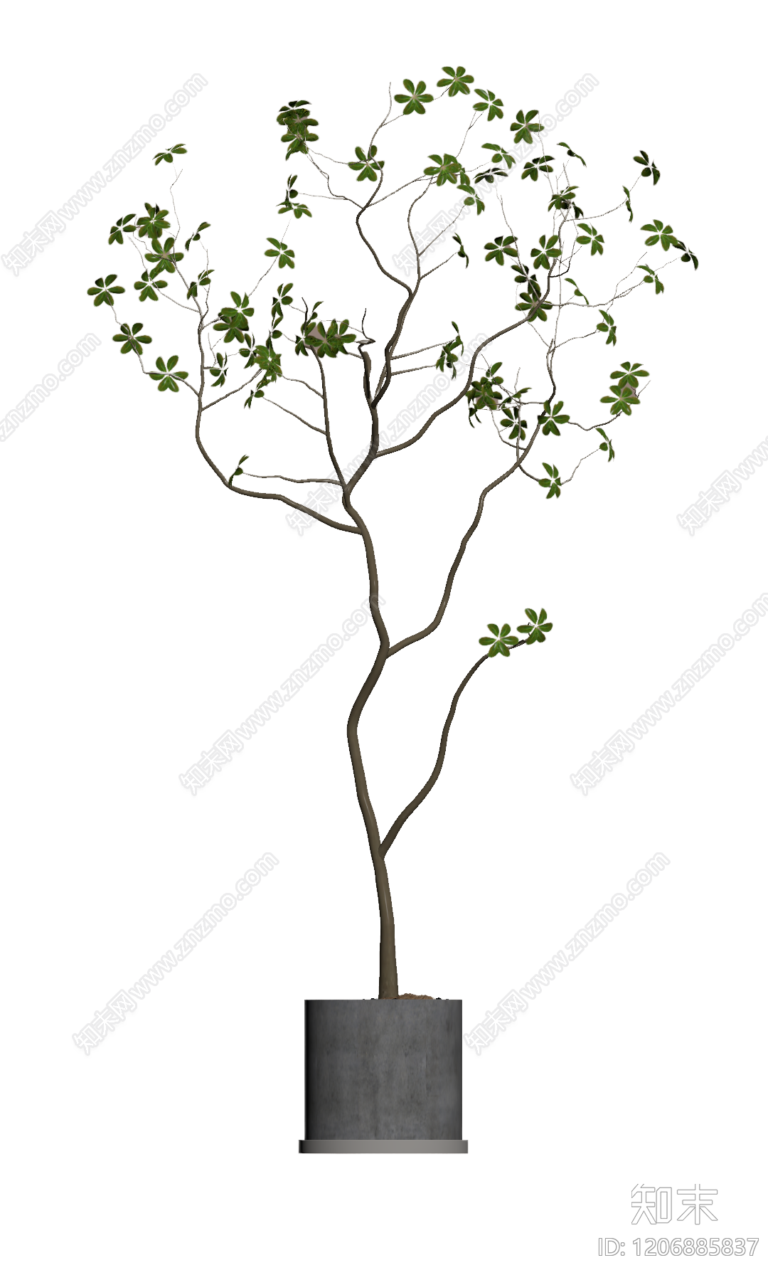 盆栽植物装饰3D模型下载【ID:1206885837】