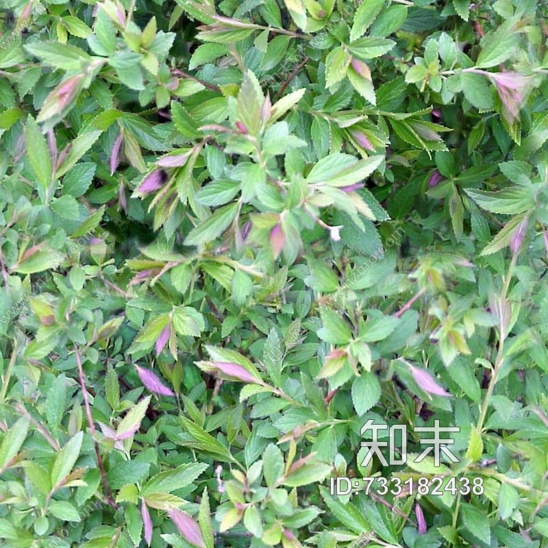 植物贴图下载【ID:733182438】