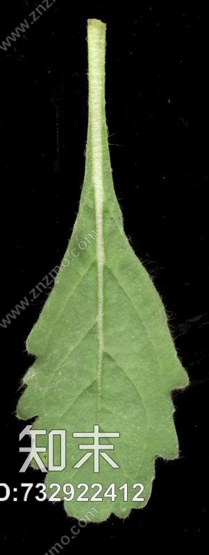 其他杂项-植物纹理贴图下载【ID:732922412】