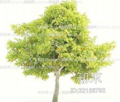 景观树1753D模型下载【ID:32156792】