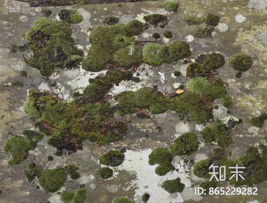 苔藓贴图下载【ID:865229282】