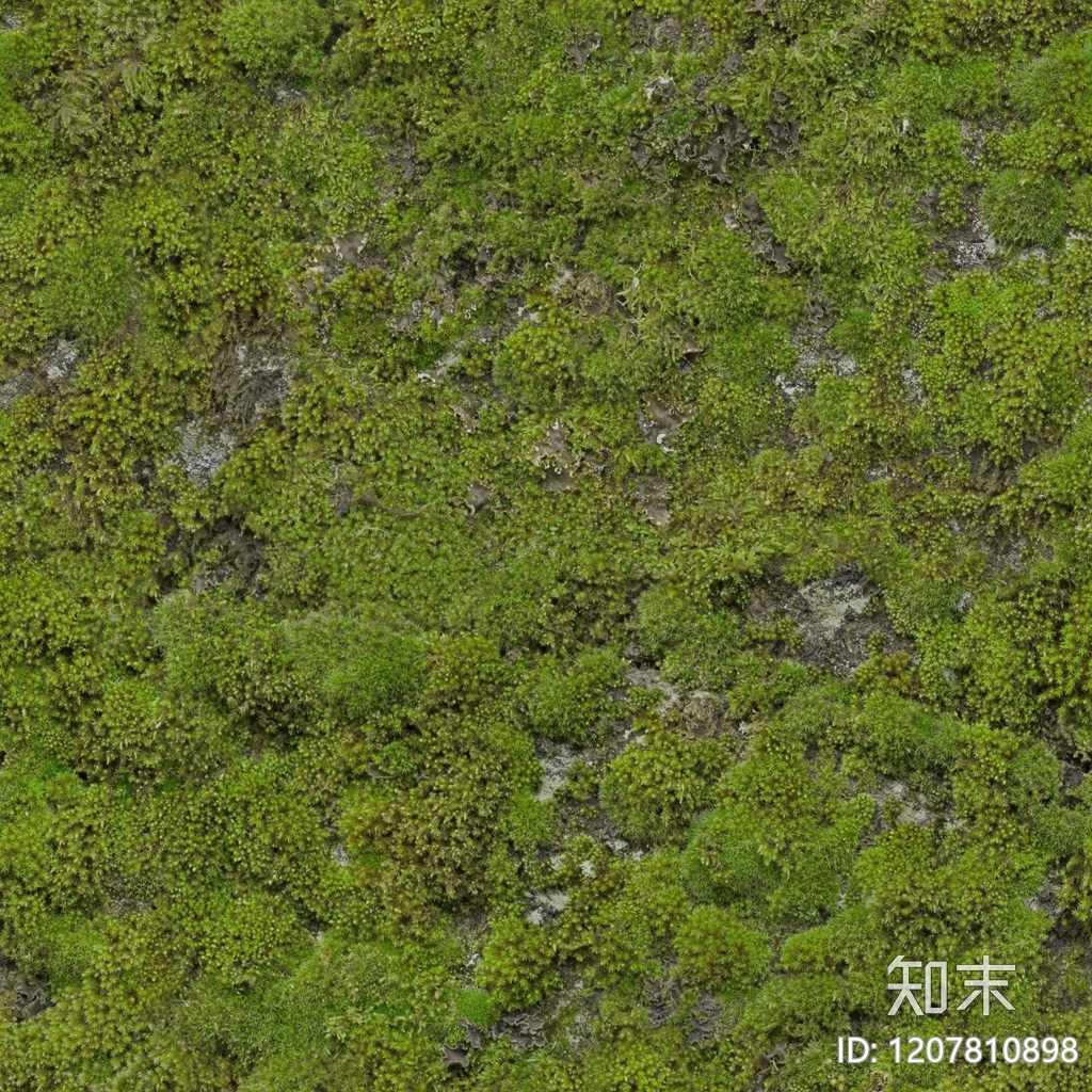 苔藓纹理高清贴图材质