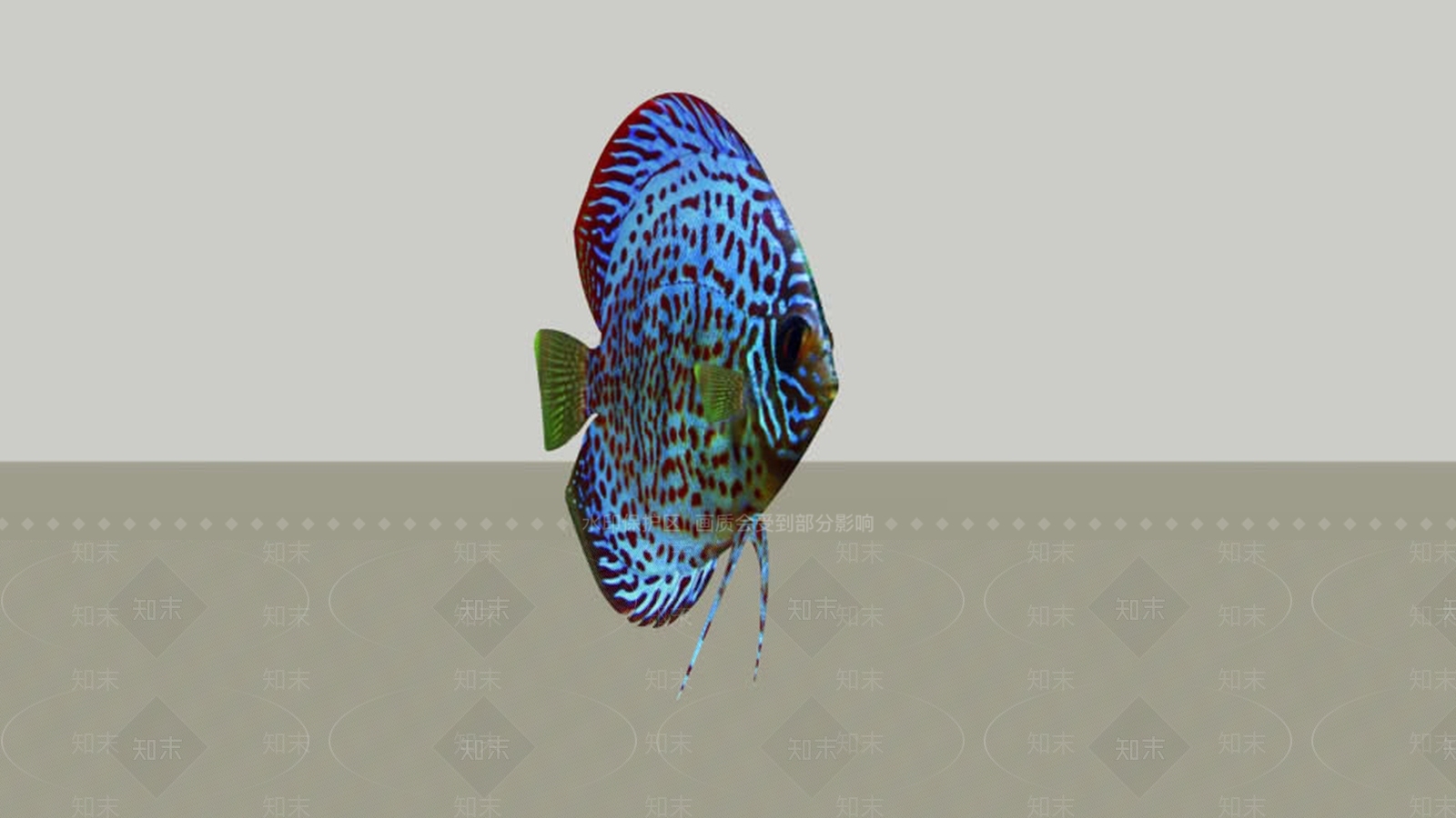 铁饼热带鱼SU模型下载【ID:1162131962】