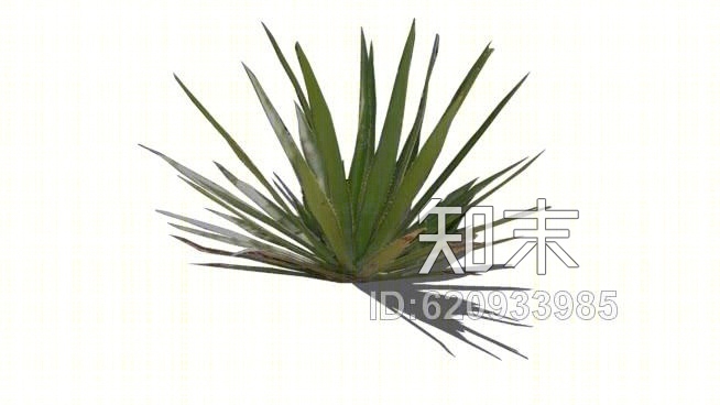 龙舌兰（2D阴影）SU模型下载【ID:620933985】
