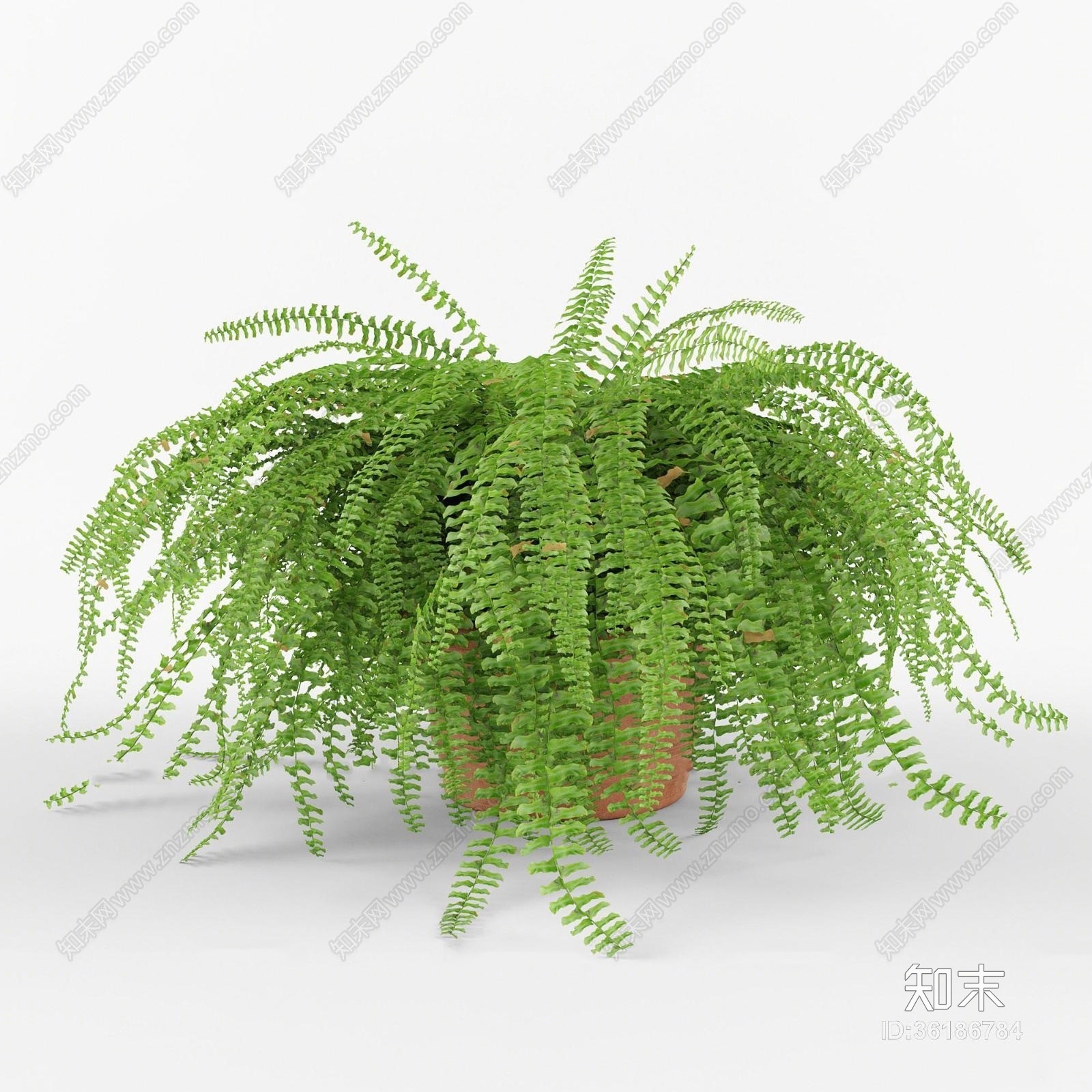 现代铁线蕨盆栽3D模型下载【ID:36186784】