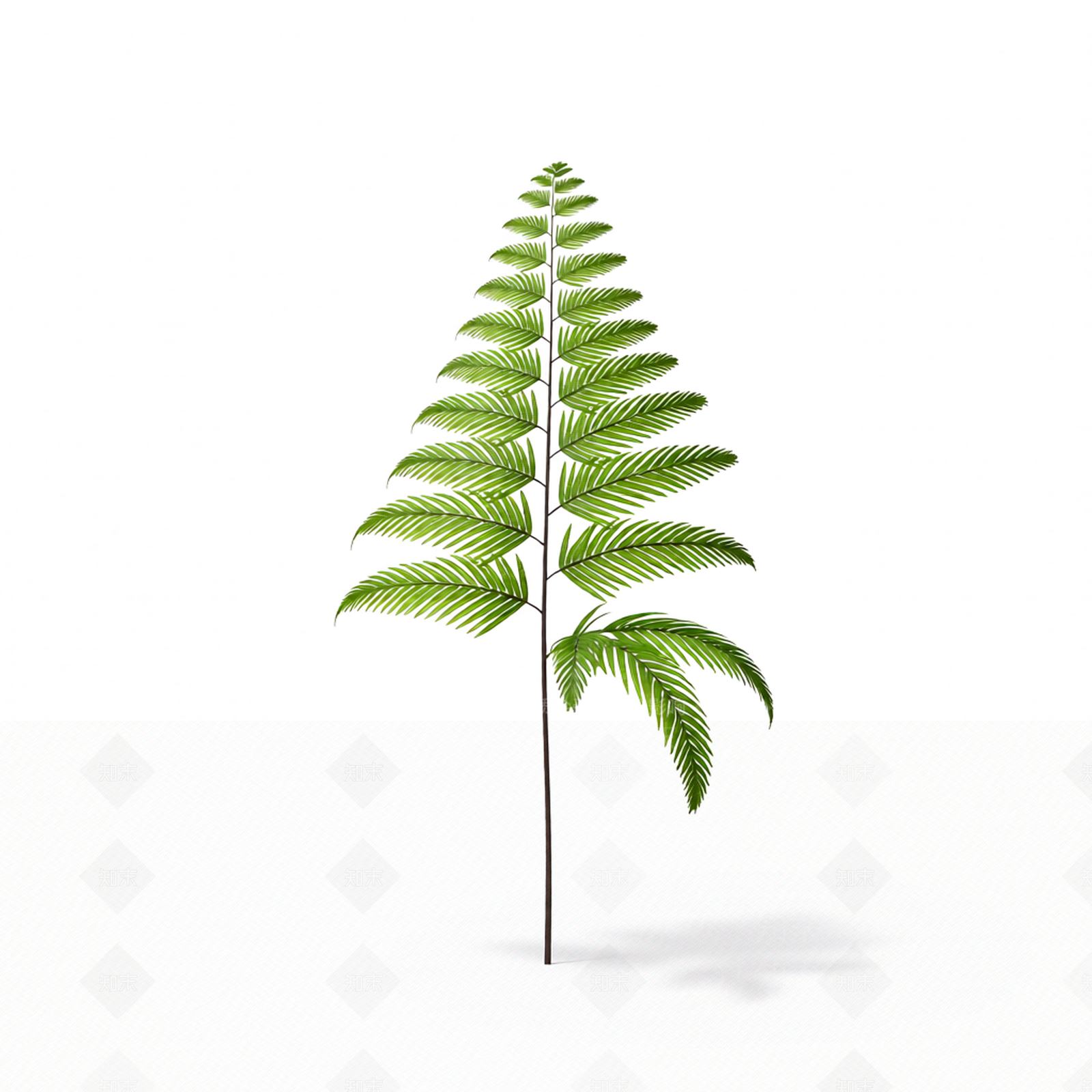 绿色蕨类植物模型3D模型下载【ID:1206184720】
