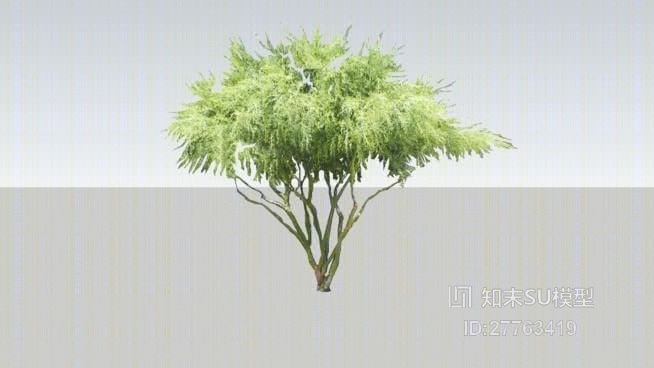 树SU模型下载【ID:27763419】
