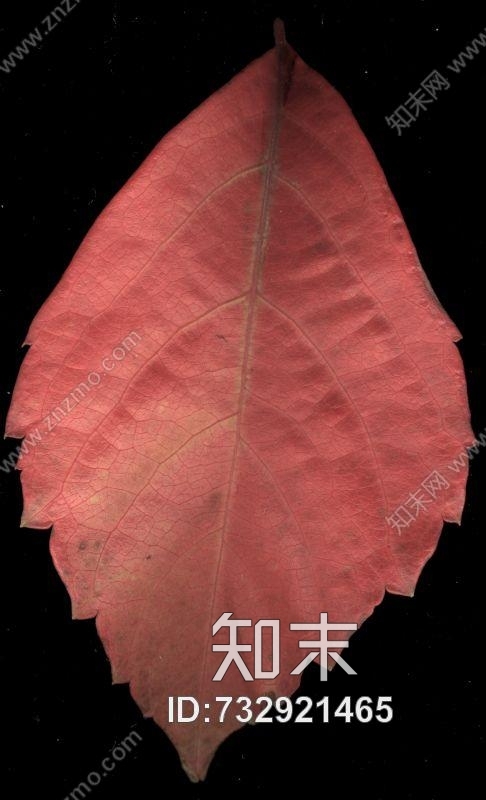 其他杂项-植物纹理贴图下载【ID:732921465】