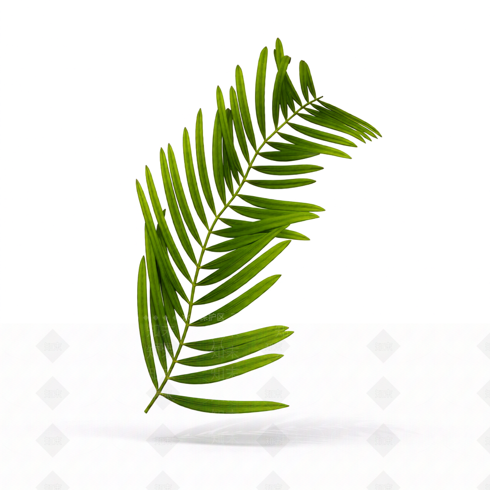 绿色蕨类植物枝叶3D模型下载【ID:1206188290】