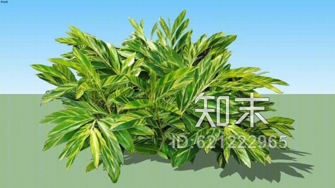 多元化的variegated艳山姜（生姜SU模型下载【ID:621222965】