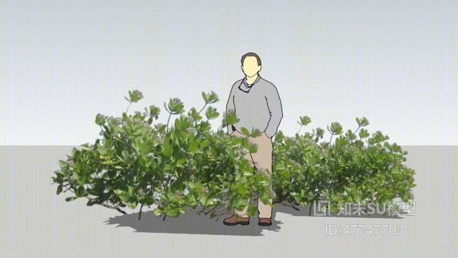 草SU模型下载【ID:47747703】