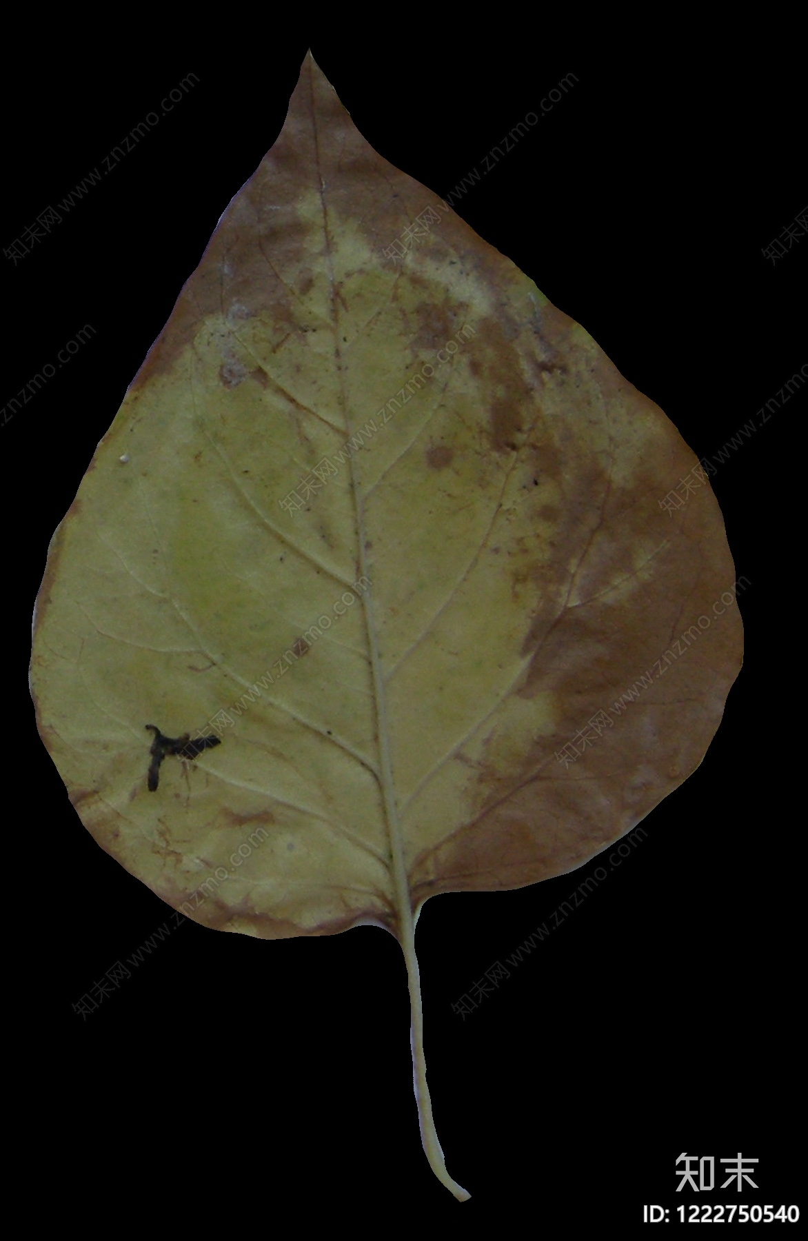 干枯植物纹理高清贴图材质