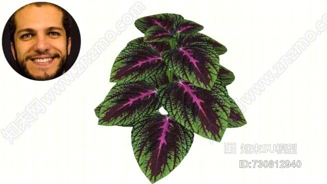 彩叶草c贸leus薄荷SU模型下载【ID:730812940】