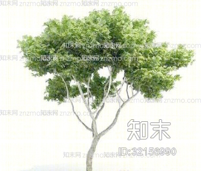 景观树1793D模型下载【ID:32156990】