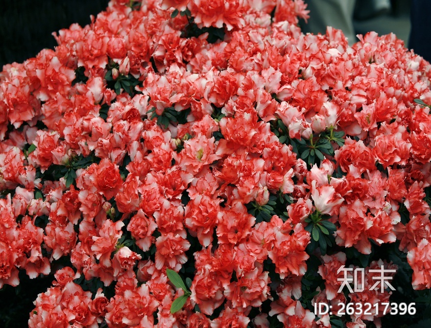 花床贴图下载【ID:263217396】