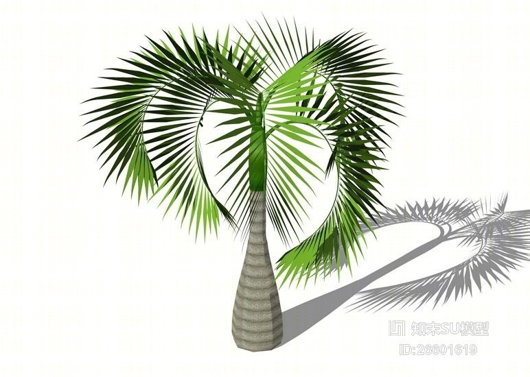 3D棕榈科植物SU模型下载【ID:26601619】