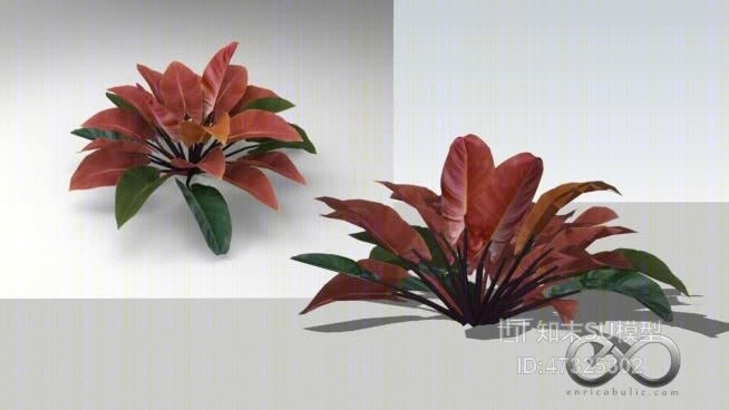 喜林芋“帝王红”SU模型下载【ID:47325302】