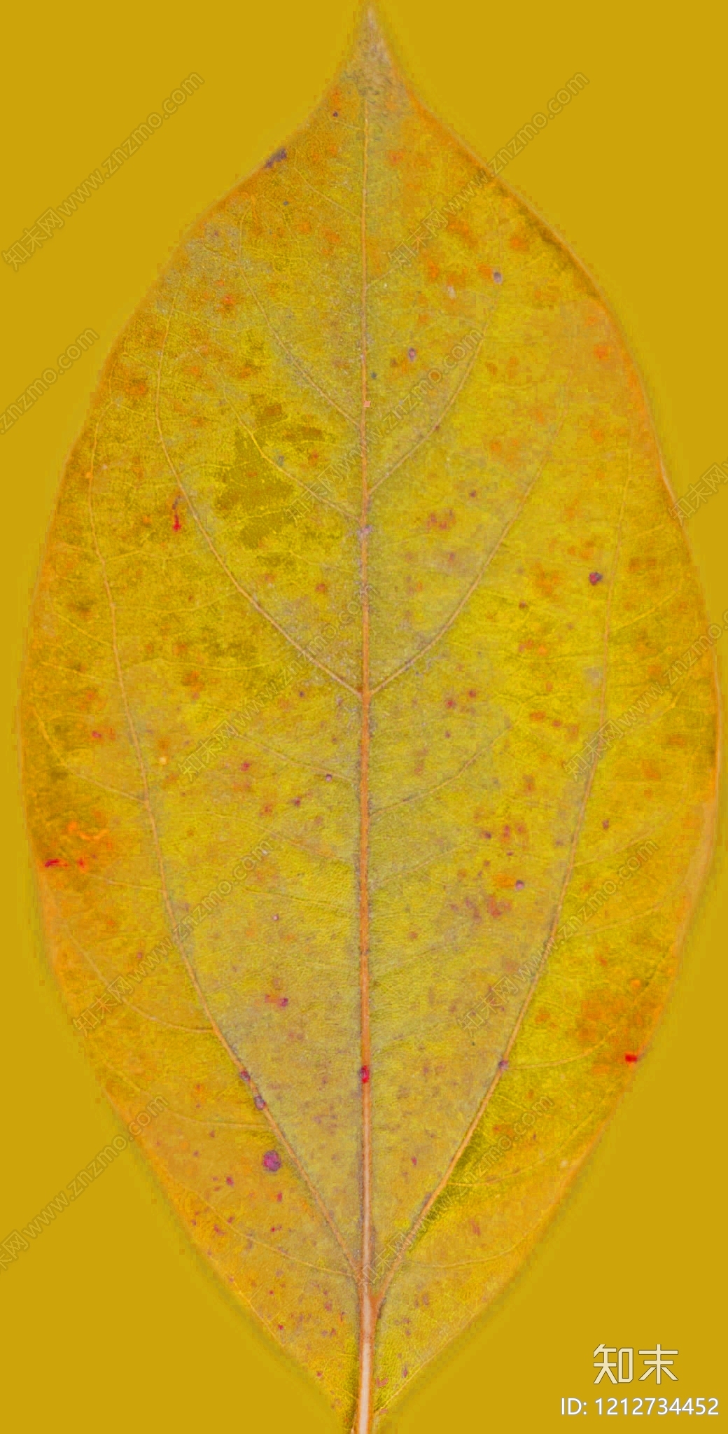 叶片纹理贴图下载【ID:1212734452】