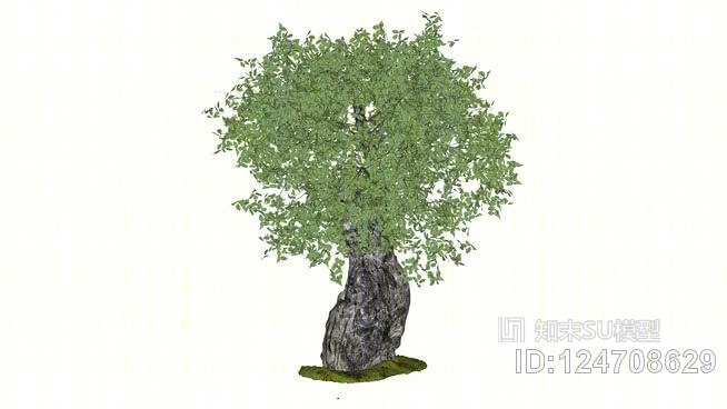 橄榄树（油橄榄）SU模型下载【ID:124708629】