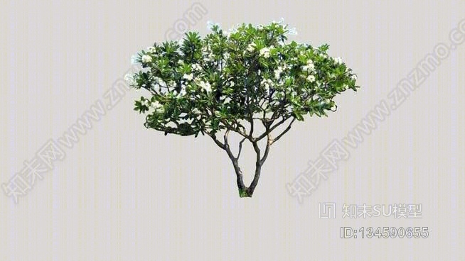鸡蛋树SU模型下载【ID:134590655】
