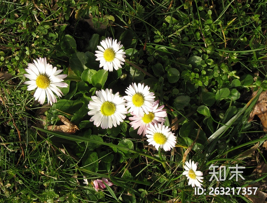 花床贴图下载【ID:263217357】