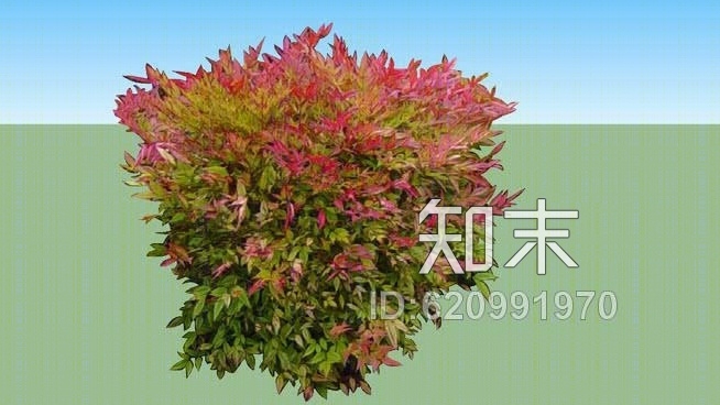 红叶石楠SU模型下载【ID:620991970】