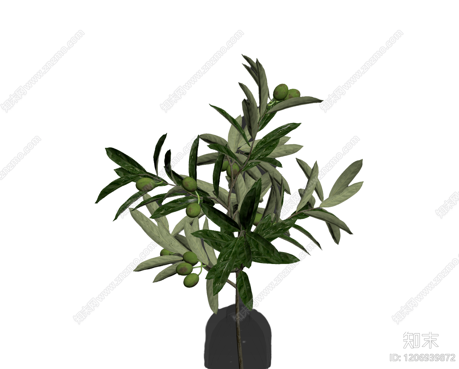 橄榄枝盆栽植物3D模型下载【ID:1206939872】