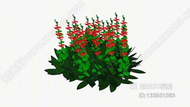 红丹参SU模型下载【ID:133951563】