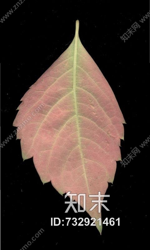 其他杂项-植物纹理贴图下载【ID:732921461】