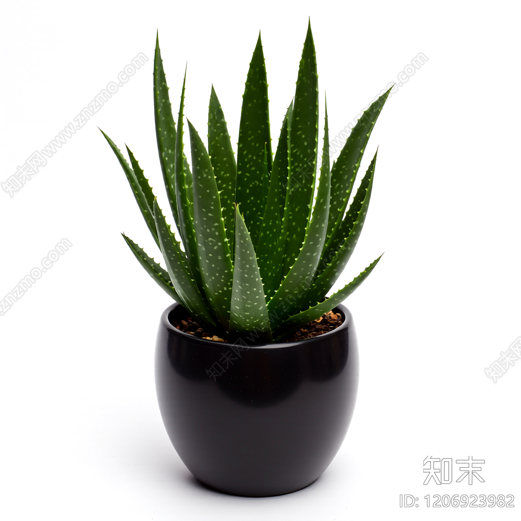 盆栽芦荟植物3D模型下载【ID:1206923982】