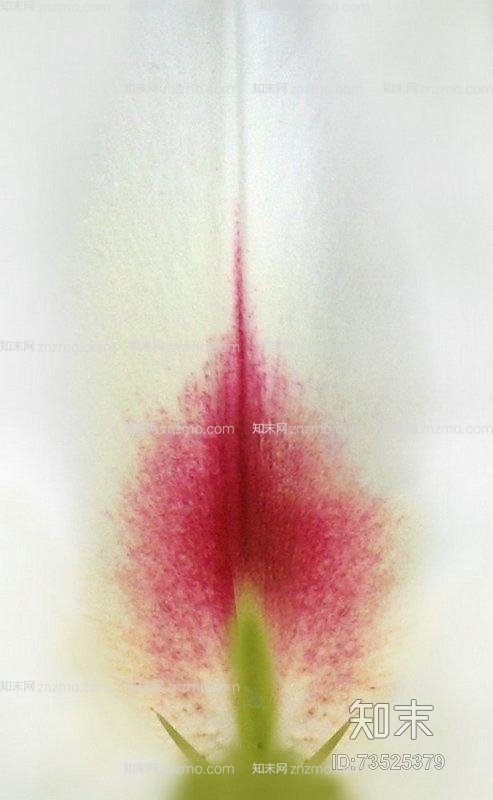 花瓣贴图下载【ID:73525379】