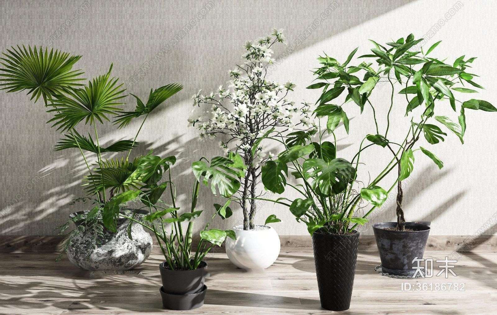 现代龟背竹盆栽组合3D模型下载【ID:36186782】
