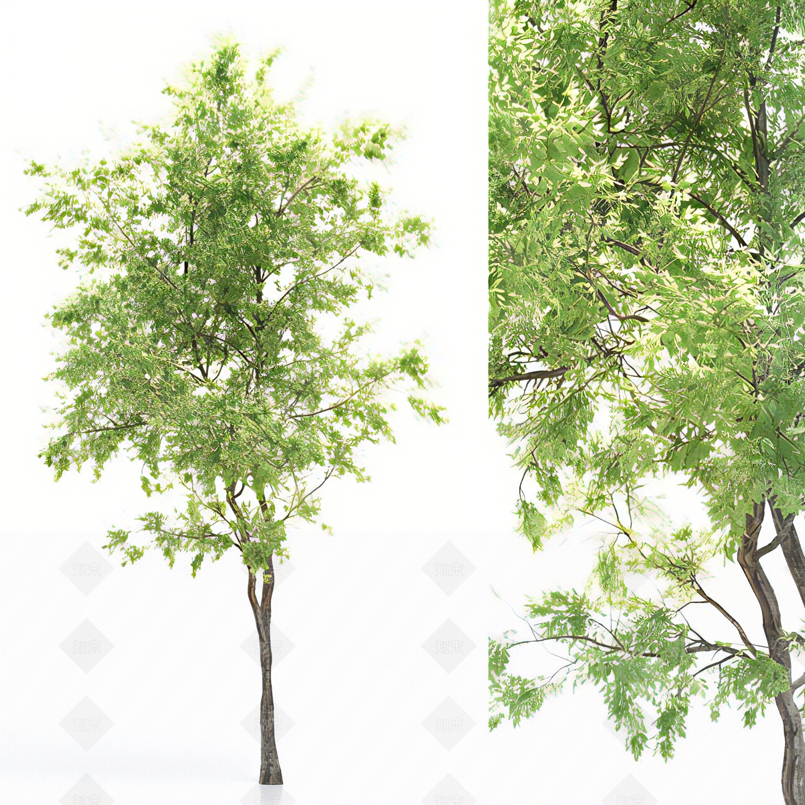 杜仲树3D模型下载【ID:1118034013】