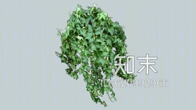 常春藤植物1SU模型下载【ID:620992966】