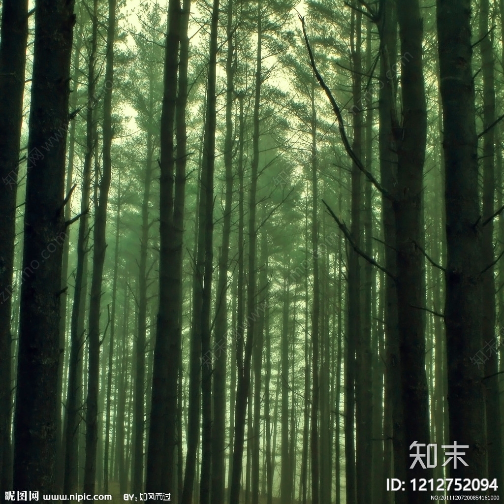 树皮纹理贴图下载【ID:1212752094】