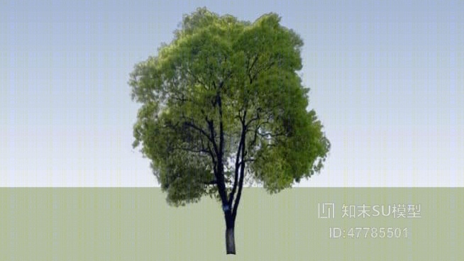 树SU模型下载【ID:47785501】