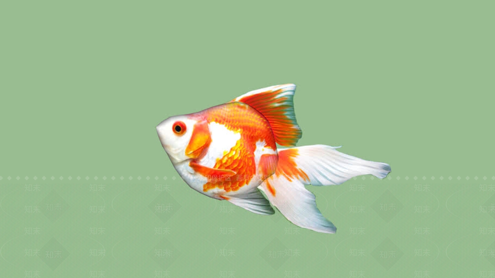 更多的鱼SU模型下载【ID:1161997403】