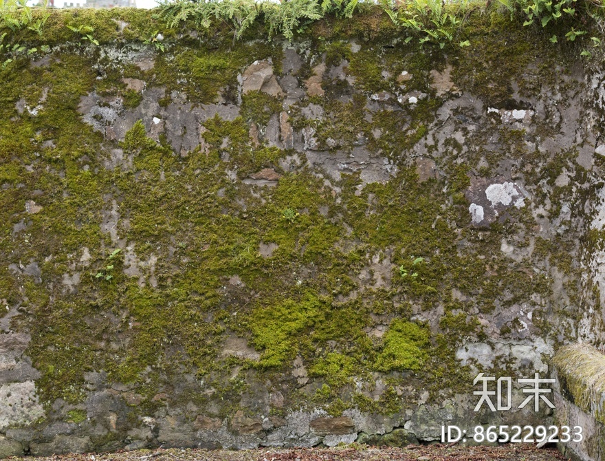 苔藓贴图下载【ID:865229233】