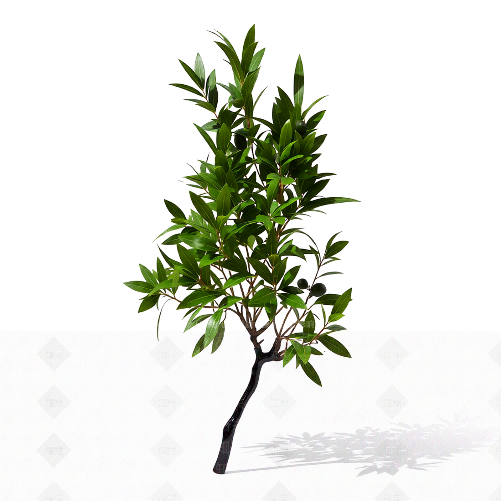 带枝叶的植物模型3D模型下载【ID:1206192803】