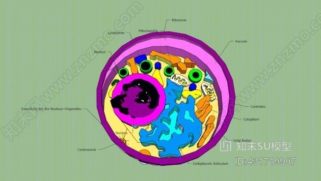 动物细胞模型SU模型下载【ID:431719907】