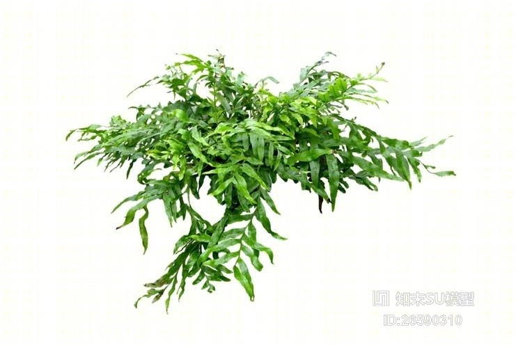 2D灌木SU模型下载【ID:26590310】