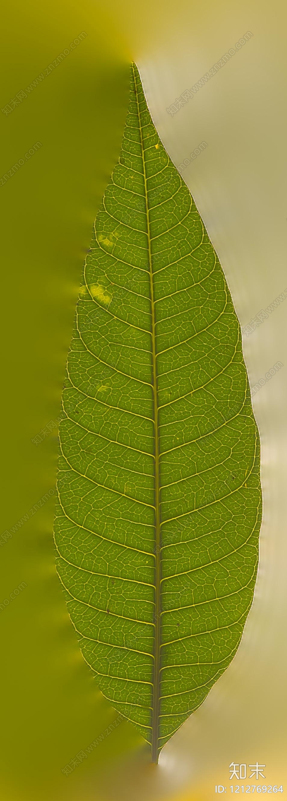 叶片纹理贴图下载【ID:1212769264】