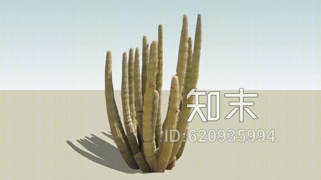 风琴仙人掌SU模型下载【ID:620935994】