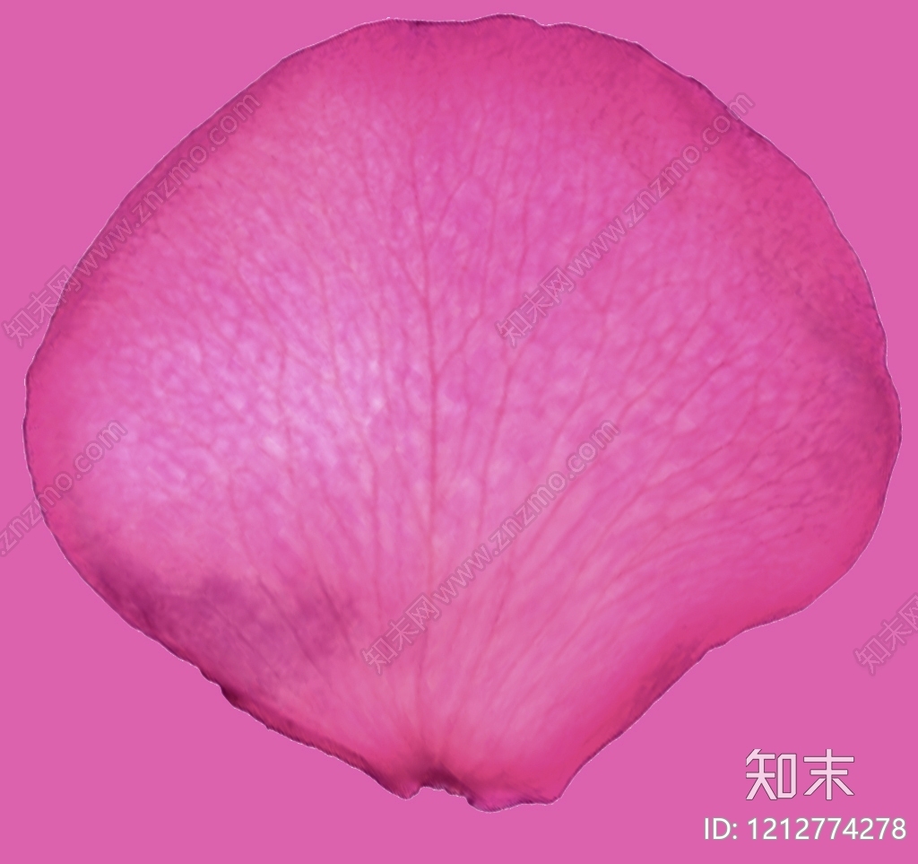 叶片纹理贴图下载【ID:1212774278】