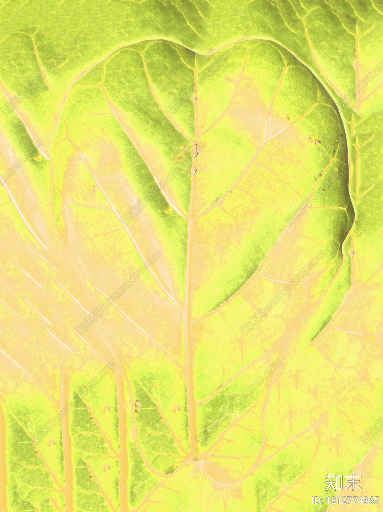 叶片纹理贴图下载【ID:1212774365】