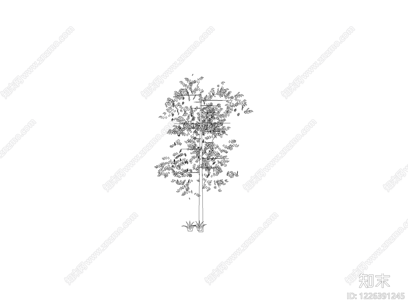 乔木种植CAD图纸
